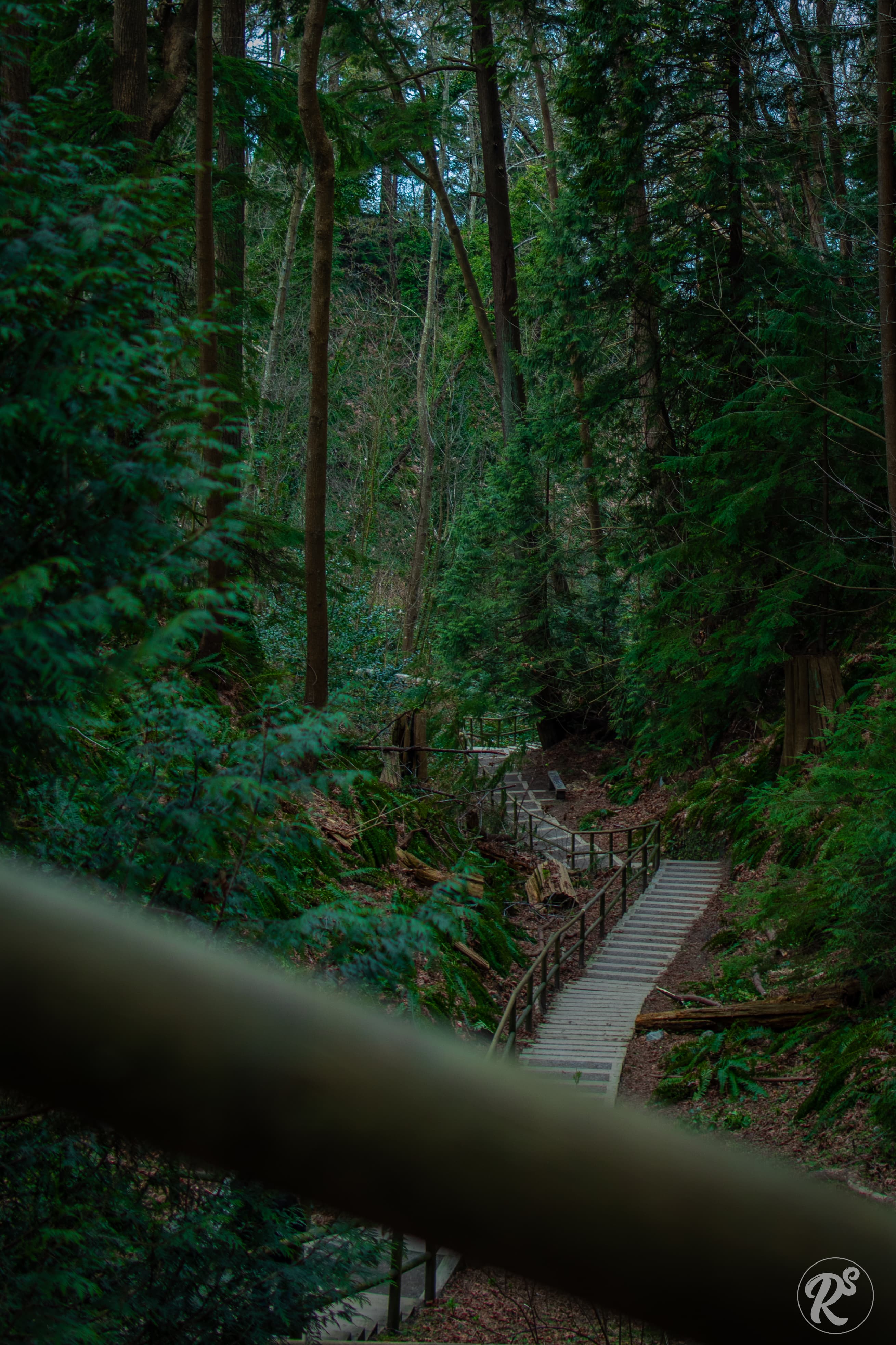 Photo of lush, green rainforest trail in BC