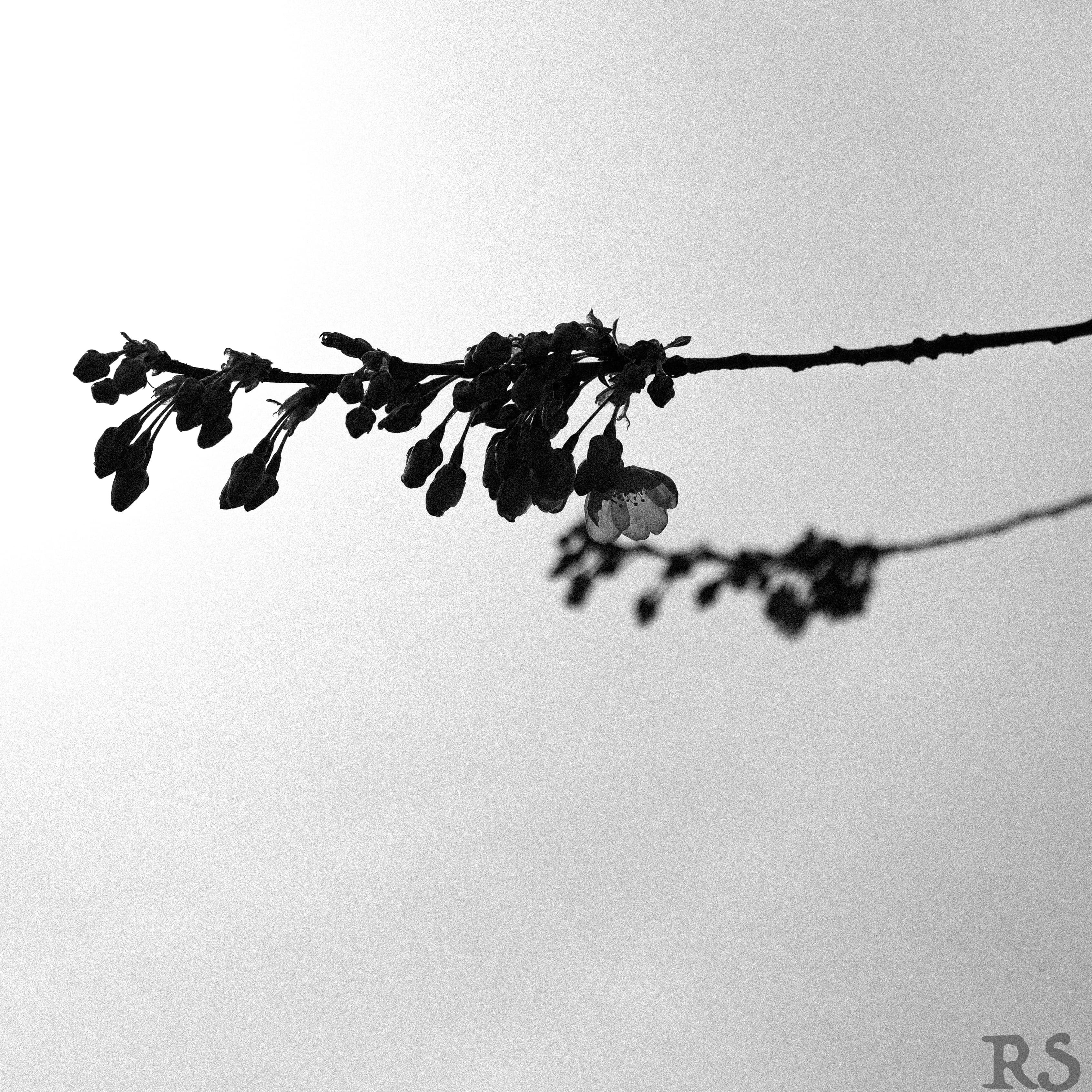 Black and White Cherry Blossom Photo