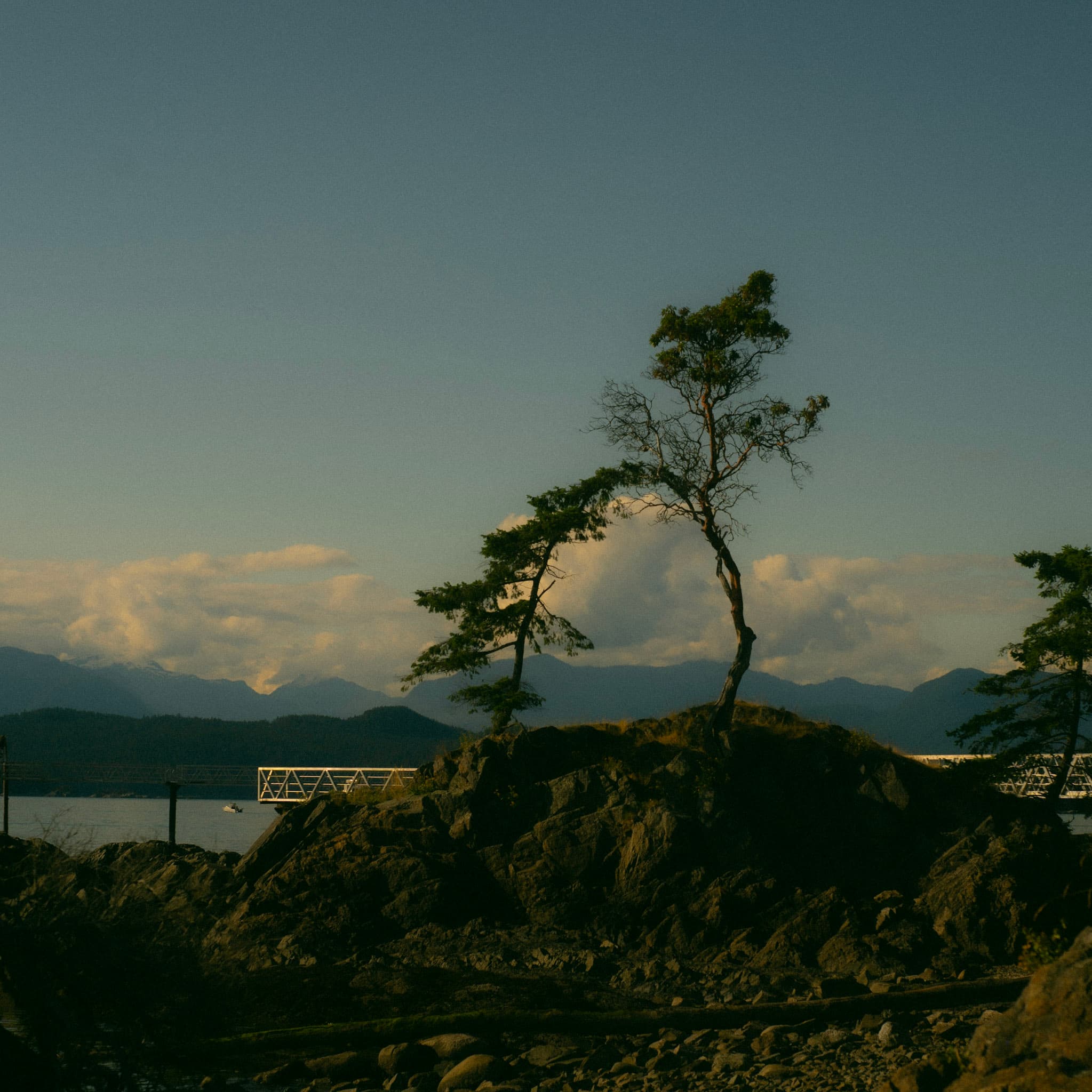 A photo of a lone tree bending towards the ocean on Bowen Island