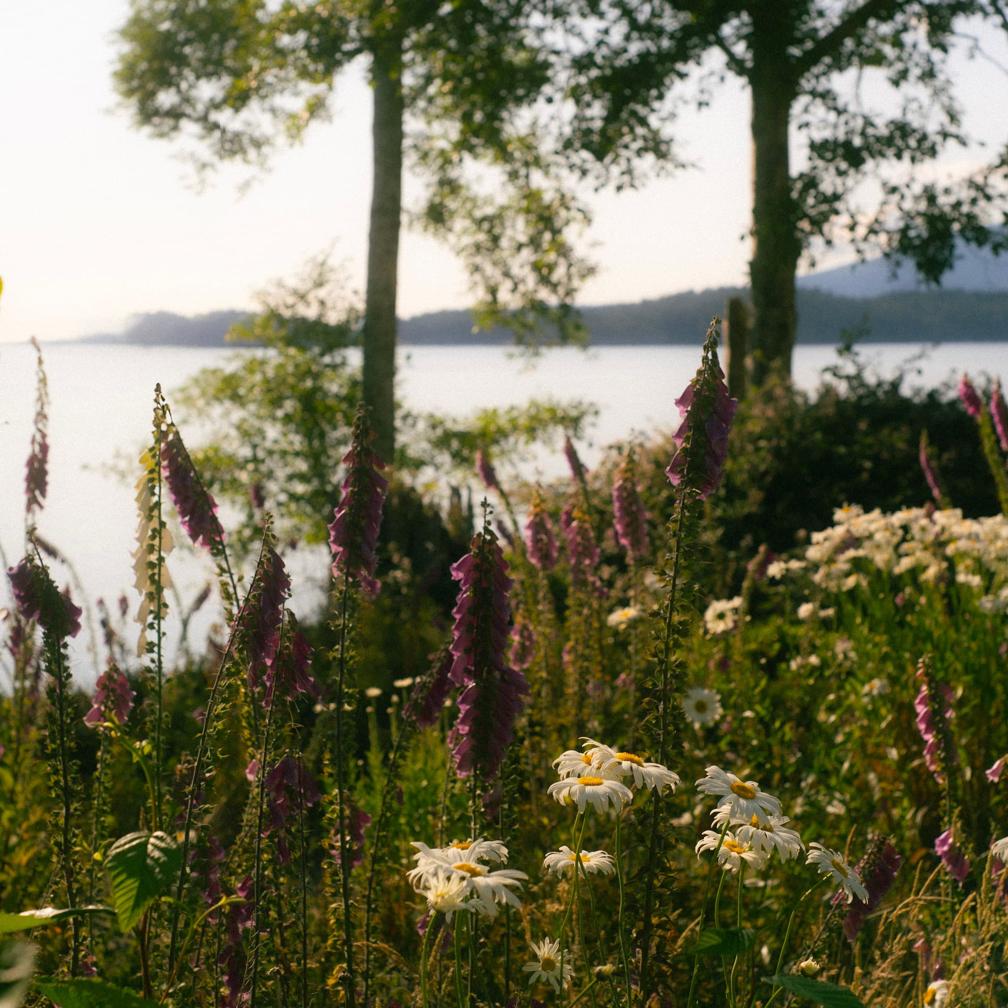 A photo of a wildflower meadow facing towards the ocean on Bowen Island