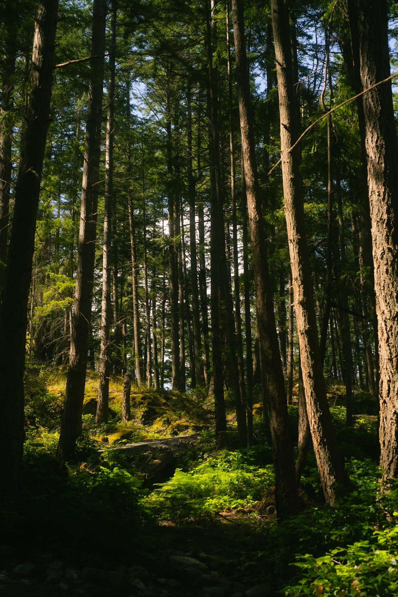 A photo of a Forest in Bowen Island