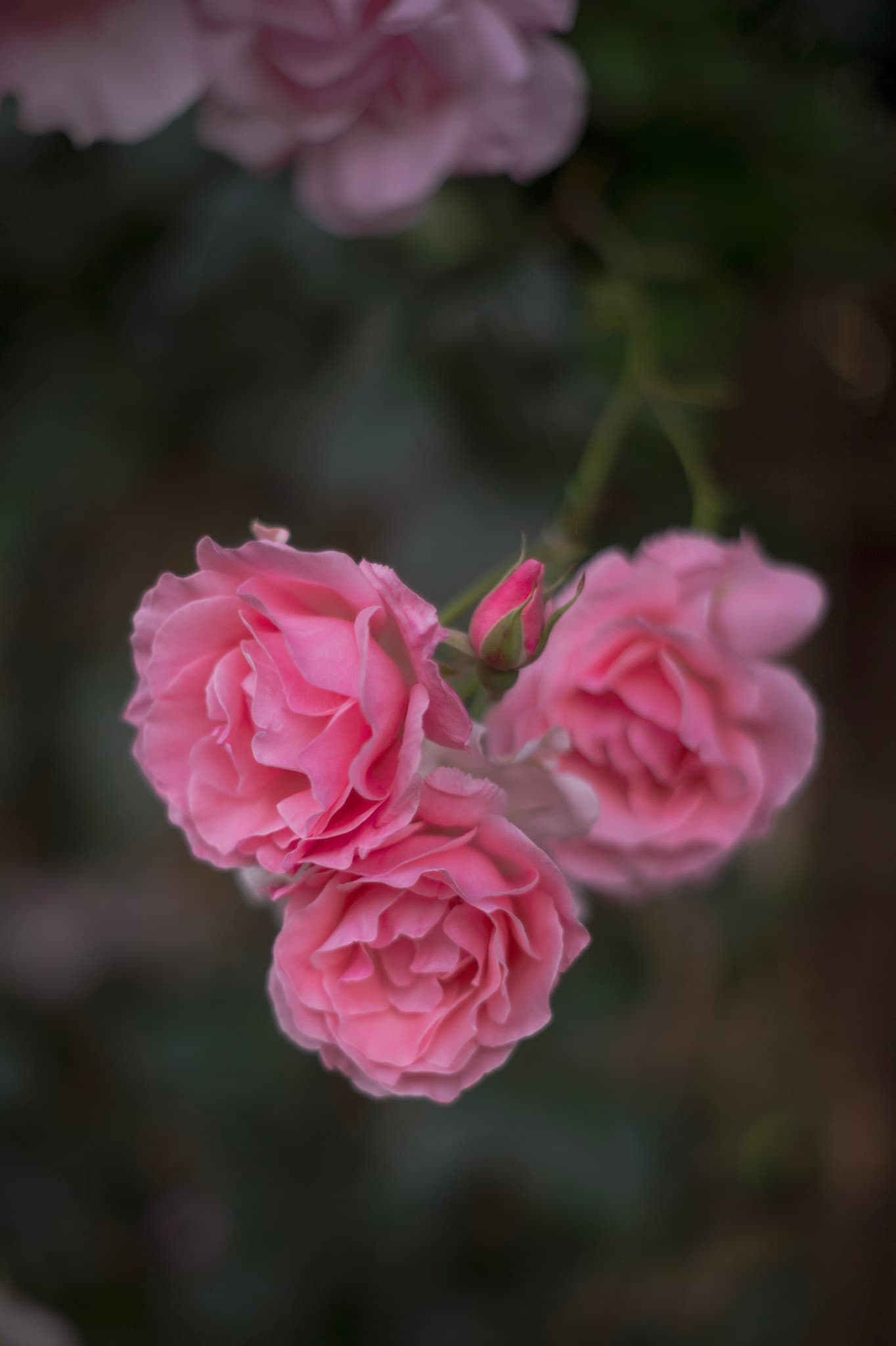 A closeup photo of roses