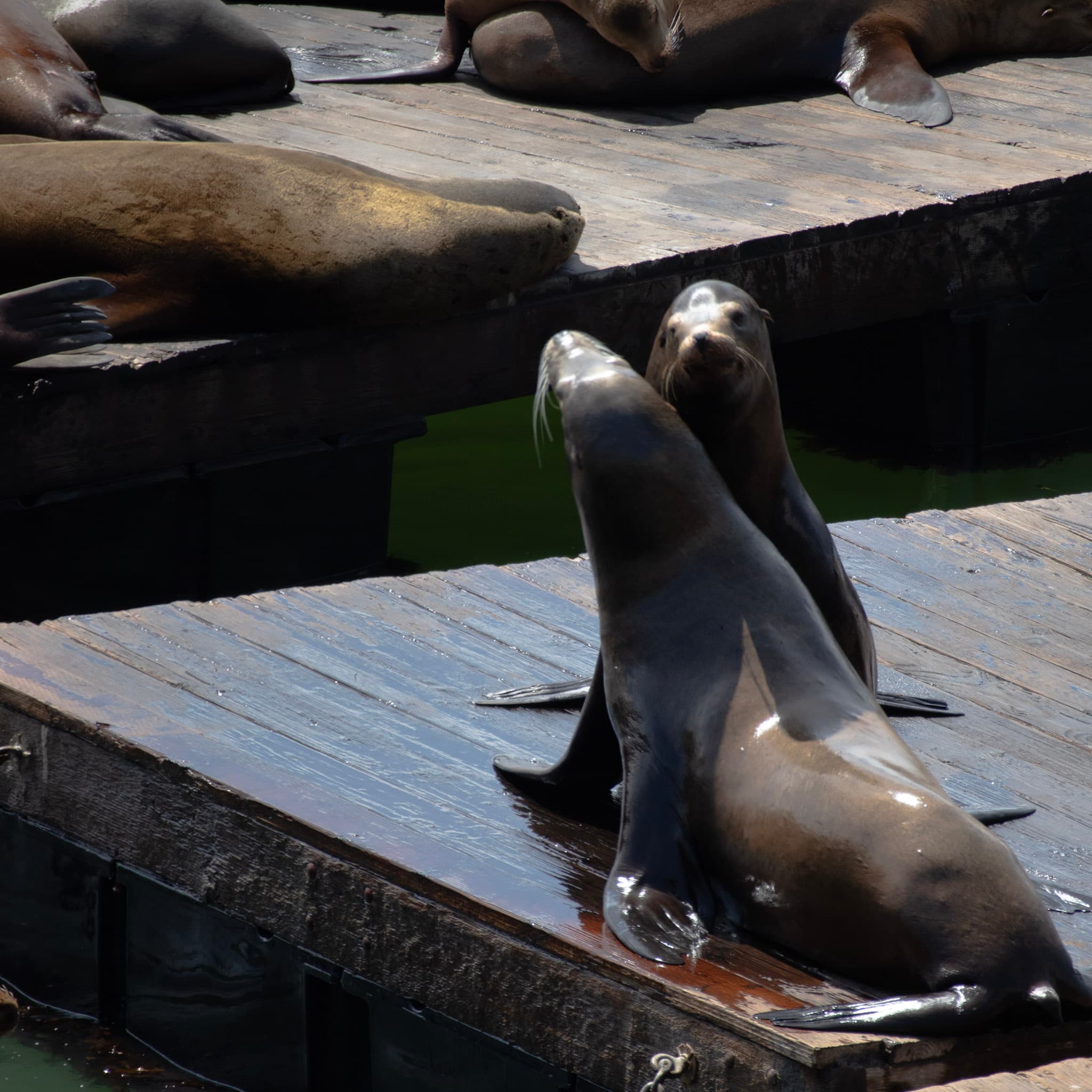 Photo of some Sea Lions in Fisherman's Warf, San Francisco