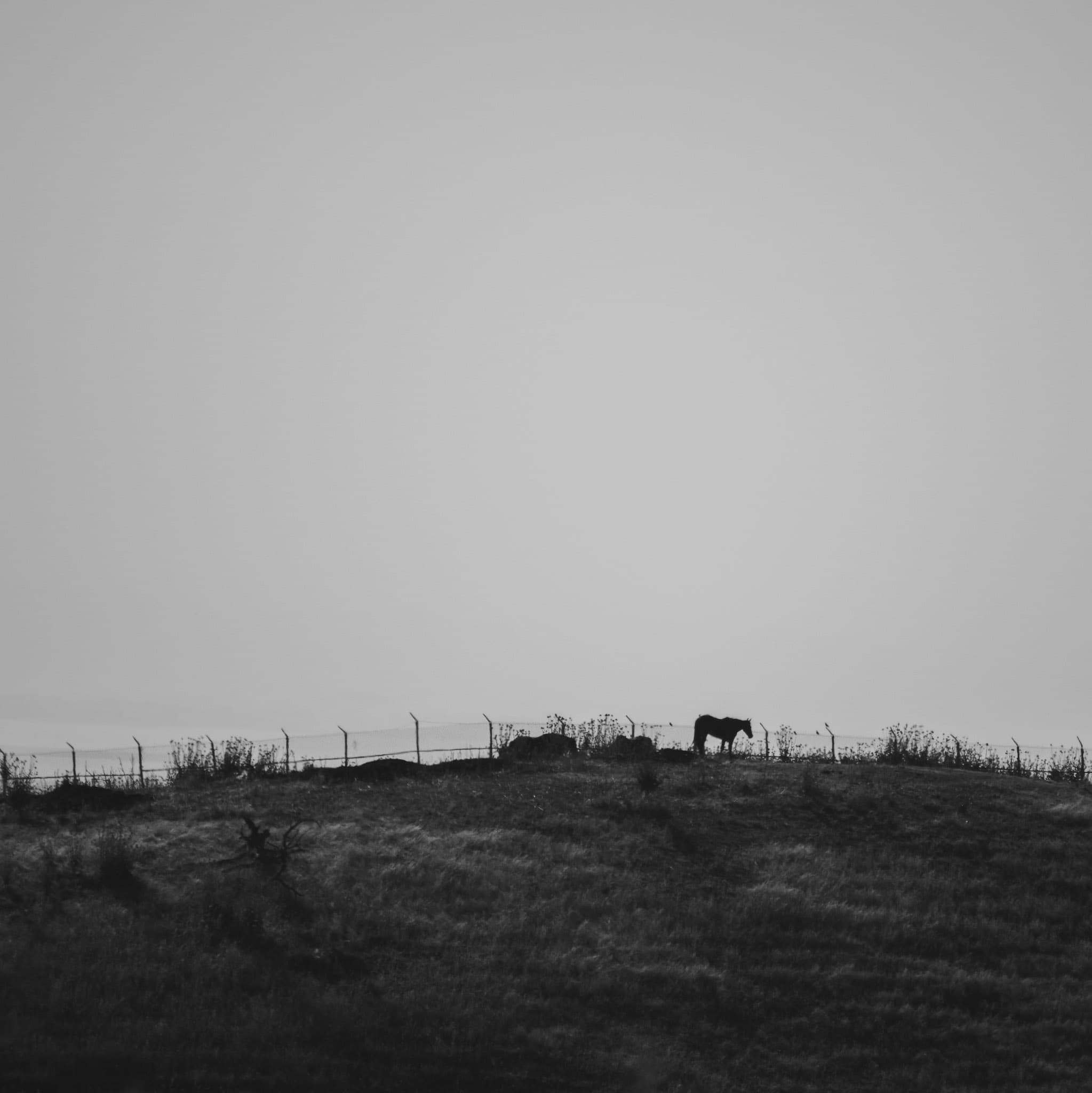 Photo of a lone horse grazing on a hill