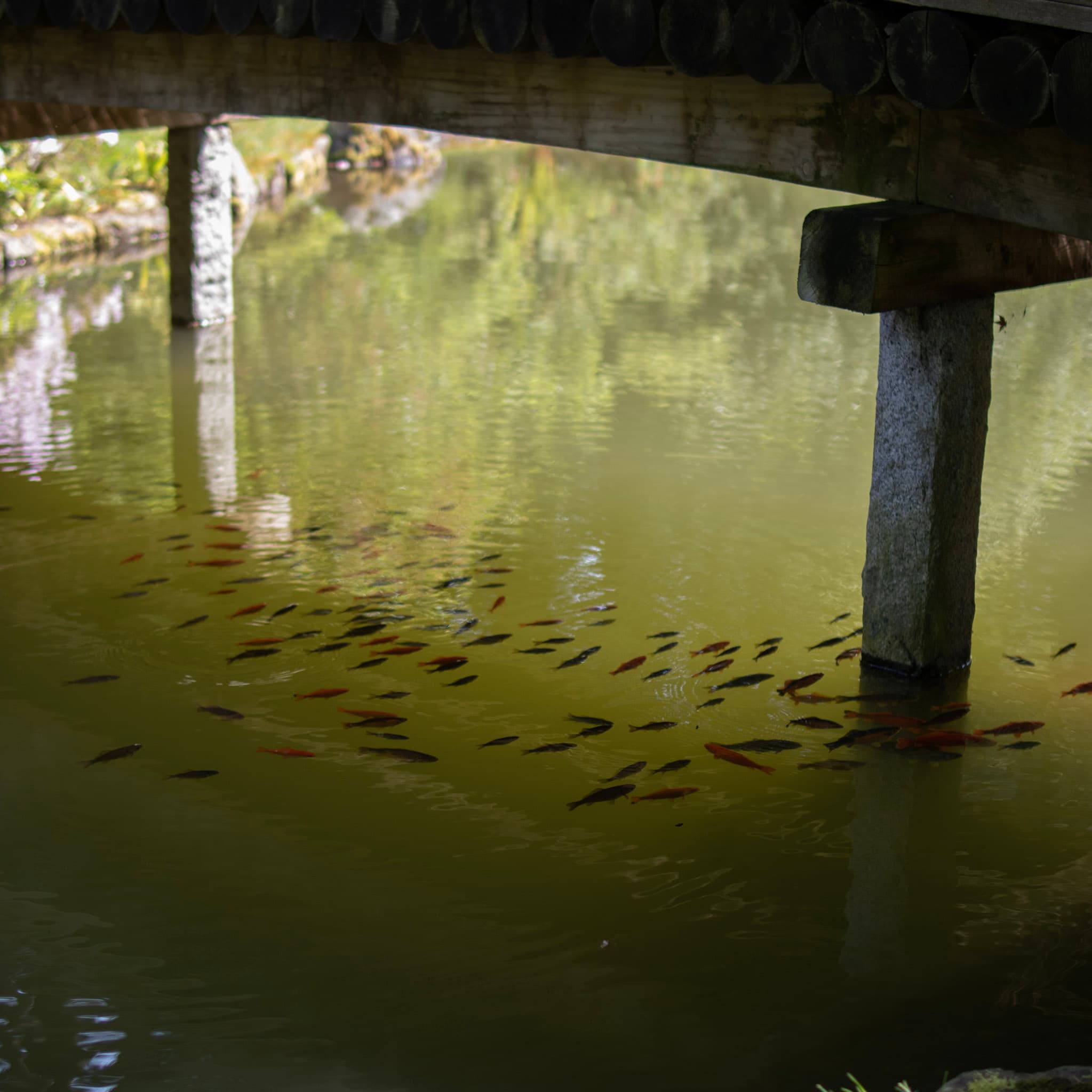 Photo of Koi Fish in a pond